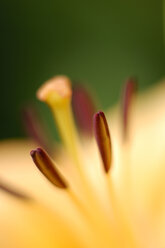 Lilie (Lilium), close up - SMF00282