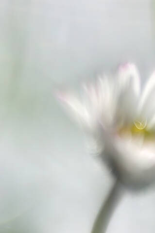 Daisy (Bellis perennis), close up stock photo