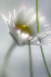 Gänseblümchen (Bellis perennis), Nahaufnahme - SMF00280