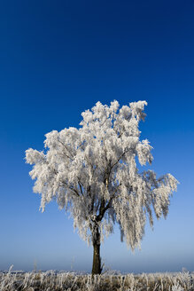 Deutschland, Niedersachsen, Vahrendorf, schneebedeckter Baum - SEF00032