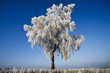 Deutschland, Niedersachsen, Vahrendorf, schneebedeckter Baum - SEF00031