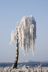 Deutschland, Niedersachsen, Vahrendorf, schneebedeckter Baum - SEF00030