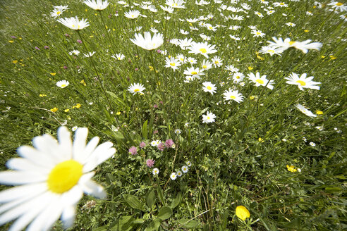 Wildblumen auf der Wiese, Nahaufnahme - PMF00514
