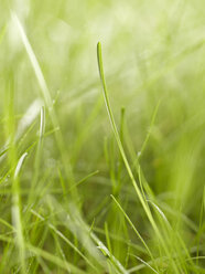Blades of grass, close-up - KSWF00075