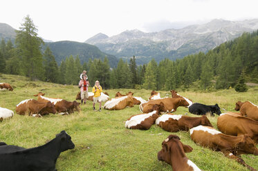 Österreich, Salzburger Land, Ehepaar mit Sohn im Vorbeigehen an Rinderherde - HHF01812