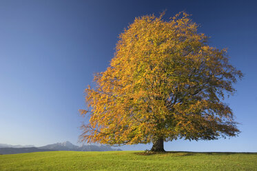 Germany, Bavaria, Single beech tree (Fagus sylvatica) - EKF00936