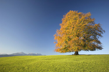 Germany, Bavaria, Single beech tree (Fagus sylvatica) - EKF00935