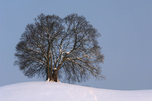 Deutschland, Bayern, Einzelne Buche (Fagus sylvatica) im Winter - EKF00934