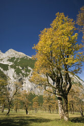 Österreich, Ahornboden, Ahornbaum - EKF00930