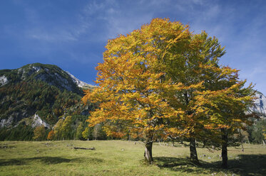 Österreich, Ahornboden, Herbstlicher Ahornbaum - EKF00929