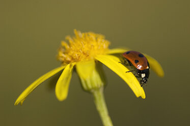 Siebenfleckiger Marienkäfer (Coccinella septempunctata) auf Blüte - EKF00928