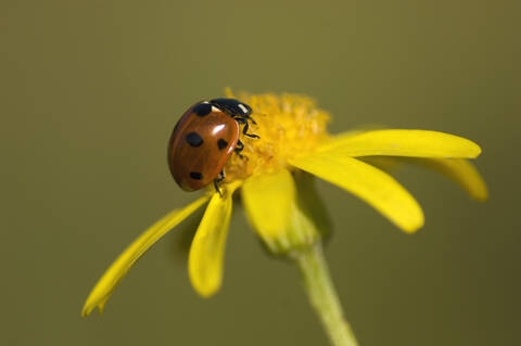 Siebenfleckiger Marienkäfer (Coccinella septempunctata) auf Blüte, lizenzfreies Stockfoto