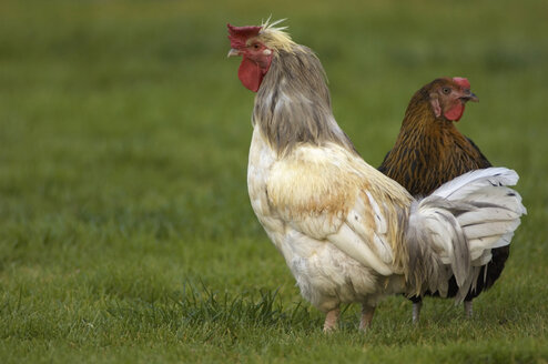 Huhn auf einer Wiese - EKF00914