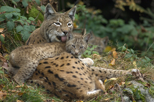 Weiblicher Luchs (Lynx canadensis) mit Jungtier - EKF00913