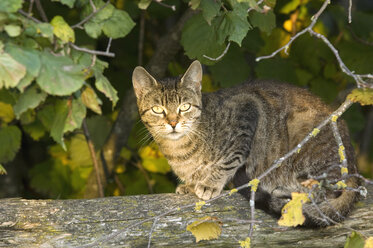 Katze auf Baumstamm, Nahaufnahme - EKF00909