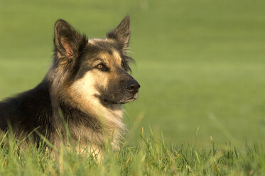 Deutscher Schäferhund (Elsässer) - EKF00908