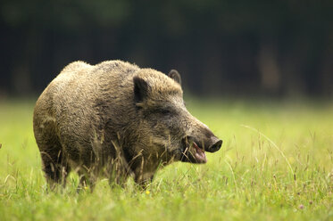 Wildschwein (Sus scorfa) im Gras - EKF00905
