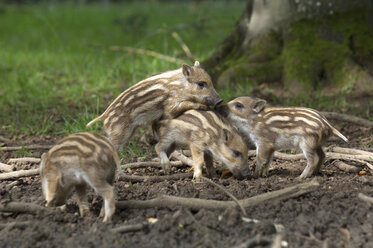 Junge Wildschweine (Sus scorfa) - EKF00904