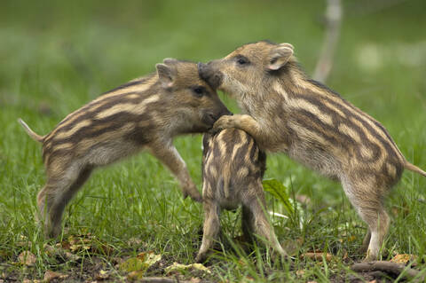 Junge Wildschweine (Sus scorfa), lizenzfreies Stockfoto