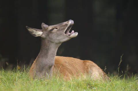 Reh (Cervus elaphus) im Gras liegend, lizenzfreies Stockfoto