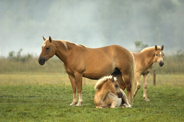 Haflinger horses and foals standing in pasture - EKF00899