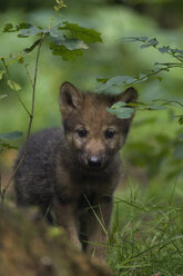 Grauer Wolfswelpe (Canis lupus) - EKF00893