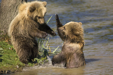 Europäischer Braunbär (Ursus arctos) - EKF00891