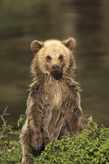 Europäischer Braunbär (Ursus arctos) - EKF00890