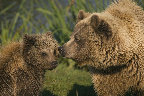 Brown bear with cub (Ursus arctos) - EKF00889