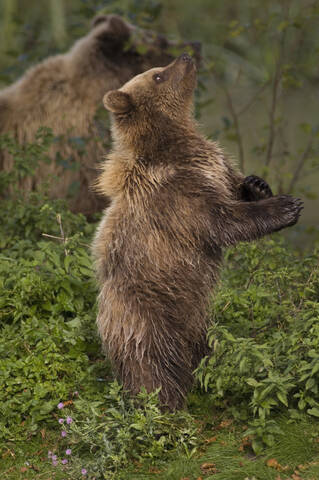 Europäischer Braunbär (Ursus arctos), lizenzfreies Stockfoto