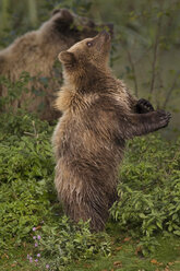 Europäischer Braunbär (Ursus arctos) - EKF00887