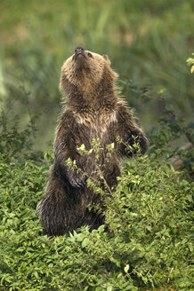 Europäischer Braunbär (Ursus arctos) - EKF00886