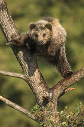 European Brown bear in tree (Ursus arctos) - EKF00885