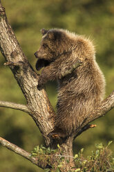 European Brown bear in tree (Ursus arctos) - EKF00884