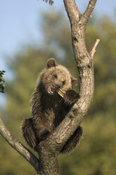 Europäischer Braunbär im Baum (Ursus arctos) - EKF00883