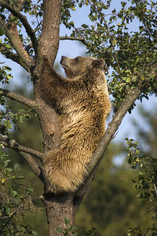 Europäischer Braunbär im Baum (Ursus arctos), lizenzfreies Stockfoto