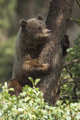 European Brown bear in tree (Ursus arctos) - EKF00881