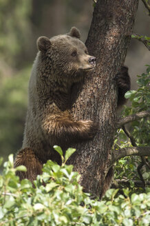 Europäischer Braunbär im Baum (Ursus arctos) - EKF00881