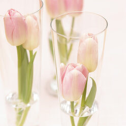 Tischdekoration, Tulpen in Gläsern - SCF00167