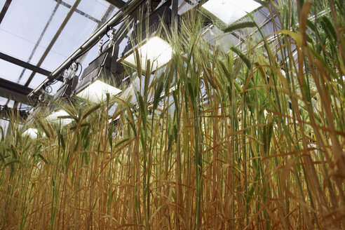 Barley (Hordeum vulgare), panicles, close up - RDF00289