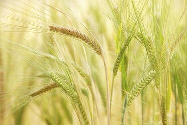 Barley (Hordeum vulgare), panicles, close up - RDF00288
