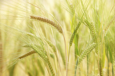 Gerste (Hordeum vulgare), Rispen, Nahaufnahme - RDF00288