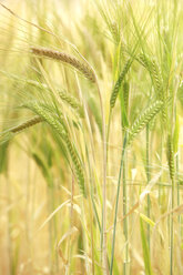 Barley (Hordeum vulgare), panicles, close up - RDF00287