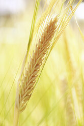 Gerste (Hordeum vulgare), Rispen, Nahaufnahme - RDF00286