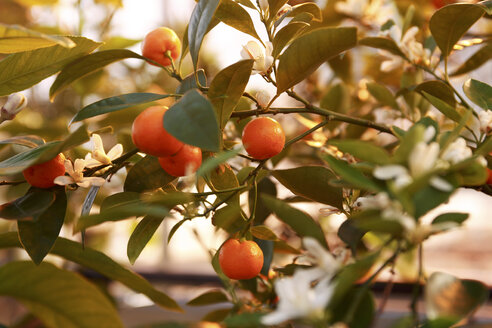 Kumquats (Fortunella), Nahaufnahme - RDF00284