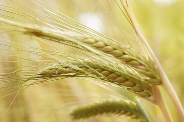 Gerste (Hordeum vulgare), Gewächshaus - RDF00283