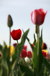 Tulips (tulipa) blossoming - RDF00277