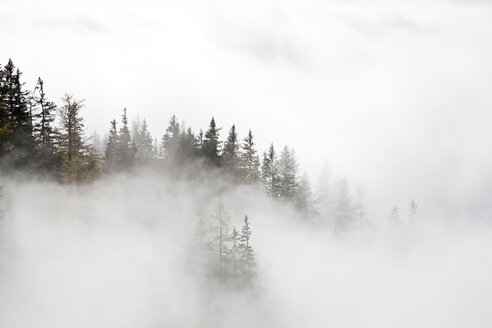 Österreich, Werfen, Eisriesenwelt, Nebelwald - FOF00471