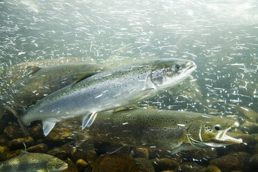 Atlantischer Lachs in einem Fluss - GWF00553