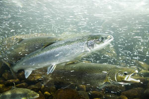 Atlantischer Lachs in einem Fluss - GWF00553